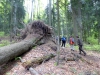 Riesenbuchen im Urwald